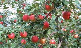 苹果树如何摘心 怎么摘苹果树心