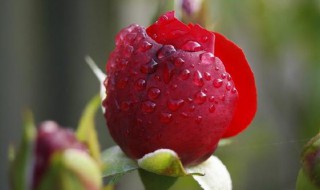玫瑰的种植技术 养出美丽浪漫的玫瑰花