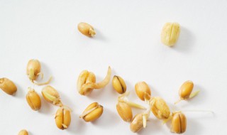 小麦胚芽如何吃 小麦胚芽如何做好吃