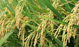广东水稻新品种有哪些 带你了解三大新晋水稻品种