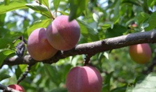 桃子种子如何发芽 桃子种子发芽技巧详解