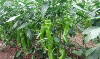 青椒的种植技术 辣椒即是蔬菜也是调味品