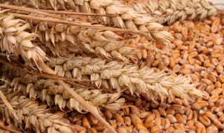 农村小麦如何储存 怎样储存小麦