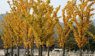 银杏树种植方法 银杏树种植的详细步骤