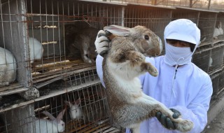 养殖兔子需要啥手续 养殖兔子需要哪些证件执照