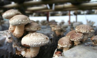 种植食用菌香菇如何直播 直播流程