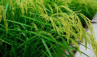 早期水稻的收割工具 介绍水稻的营养价值及用途