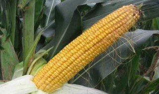 云良1号玉米种类 有啥特征 产量怎么呢？