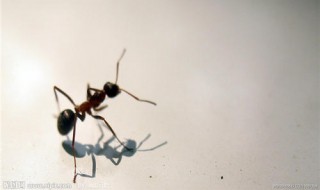  永久去除蚂蚁的小妙招 10个治理蚂蚁的简单方法