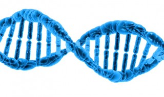 从性遗传和伴性遗传区别 从性遗传和伴性遗传区别介绍