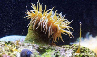  海葵如何处理内脏 海葵介绍