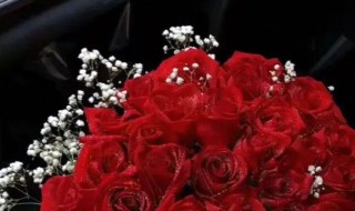  红玫瑰加满天星的花语是啥 红玫瑰加满天星的花语介绍